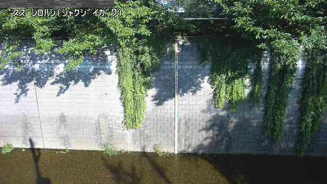 静止画