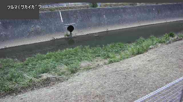 River image