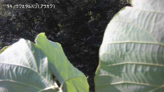 静止画