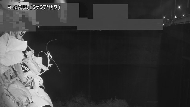 静止画
